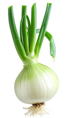 Fresh onion with green shoots