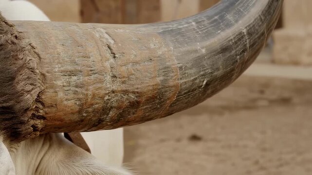 Close-up of a cow horn