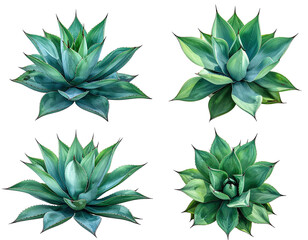 Fototapeta premium Four agave plants, close-up, vibrant green, radial pattern