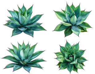 Four agave plants, close-up, vibrant green,  radial pattern