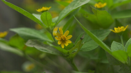 Closeup of small yellow wildflower blooming among green leaves in natural environment, delicate floral beauty captured in macro nature photography