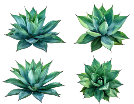 Four agave plants, close-up, vibrant green,  radial pattern