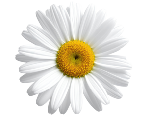 Close-up of a single white daisy (1)
