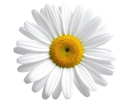 Close-up of a single white daisy (1)