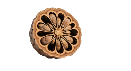 Cross section of lotus seed pod isolated on transparent background, showcasing the intricate pattern and natural beauty of the plant structure