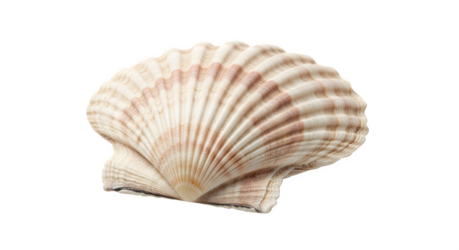 Elegant scallop shell isolated on transparent background showcasing its intricate ridges and delicate pink stripes, a testament to natures artistry