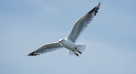 Obraz premium Soaring Seagull in Flight: A seagull gracefully soars through the bright, azure sky, its wings spread wide, symbolizing freedom and the boundless beauty of nature.