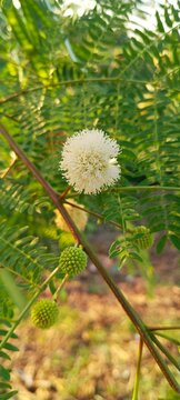round white flower blooming on the tree branch