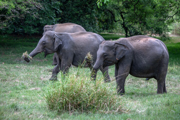 Fototapeta premium HABARANA, SRI LANKA - JULY 13, 2024 : Wild elephants graze on grassland within Minneriya National Park at Habarana in central Sri Lanka.