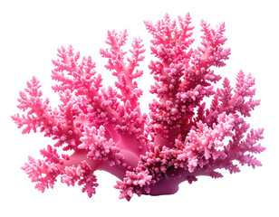 Fototapeta premium Vibrant pink coral cluster