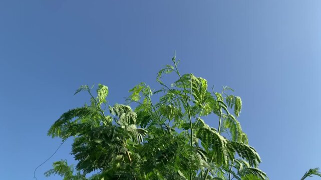 Leucaena leucocephala plants swaying in the wind, static wide shot