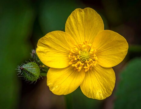 Close-up of a vibrant yellow flower with a green bud