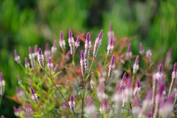Boroco or Celosia argentea Linn is a plant that usually grows wild on the roadside is actually beneficial for herbal medicine