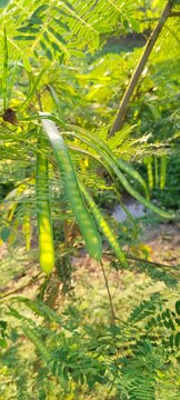 green tropical tree pods hanging on branch
