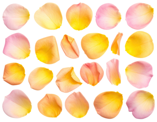 Rose petals, vibrant colors