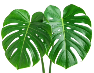 Two vibrant monstera leaves against a black background