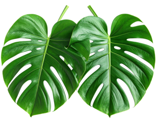 Close-up of two monstera leaves