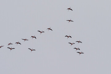 Greater Flamingos - Phoenicopterus roseus- along the shores of Walvis Bay, Namibia.