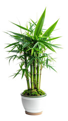 A vibrant, lush bamboo plant in a white pot