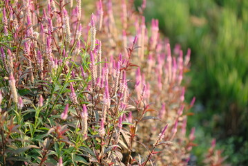Boroco or Celosia argentea Linn is a plant that usually grows wild on the roadside is actually beneficial for herbal medicine