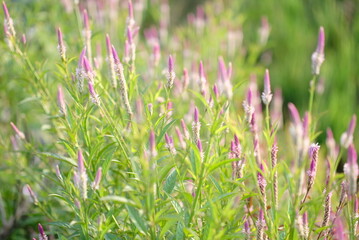 Boroco or Celosia argentea Linn is a plant that usually grows wild on the roadside is actually beneficial for herbal medicine