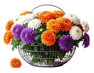 Colorful chrysanthemum bouquet in a wire basket