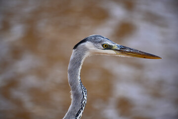 Grey Heron with its distinctive grey plumage, long, elegant neck, and sharp, yellow-orange beak. The bird stands poised against a soft, blurred background of earthy tones, possibly water or mud.