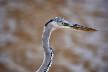 Grey Heron with its distinctive grey plumage, long, elegant neck, and sharp, yellow-orange beak. The bird stands poised against a soft, blurred background of earthy tones, possibly water or mud.