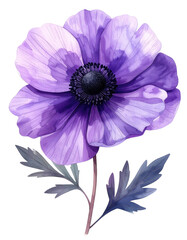 Purple anemone flower illustration
