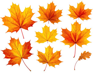 Autumnal maple leaves against black background
