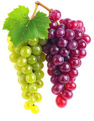 Fototapeta premium Two bunches of grapes, one green and one red, on a stem with leaves