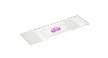 Microscope slide with a stained tissue sample isolated on transparent background for scientific research and medical diagnostics in laboratory settings