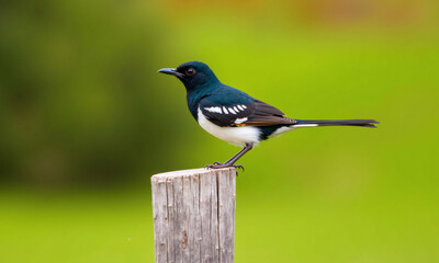 black capped kingfisher