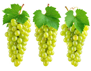 Three bunches of green grapes
