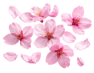 Delicate pink cherry blossoms, scattered, isolated