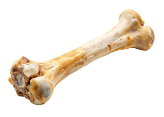 Bone of Man isolated on white background  