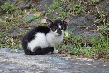 Adorable cat spot in Malang city, Indonesia
