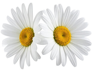 Two white daisies close up