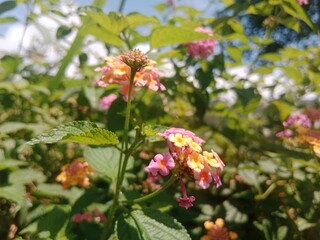 Colorful cluster of Lantana Camara flowers in bloom, showing vibrant pink and yellow petals surrounded by lush green leaves under bright sunlight. Focus on the beauty of nature