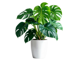 A lush Monstera deliciosa, or Swiss cheese plant, in a clean white ceramic pot,  highlight its vibrant, fenestrated leaves and bring a fresh, botanical style to any interior design