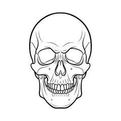 Detailed Human Skull Outline Vector Illustration, Front View