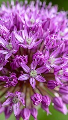 Close-up of a vibrant purple, spherical flower head composed of numerous small blossoms