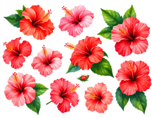 Vibrant hibiscus flowers in various shades of red and pink