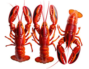 Three whole lobsters arranged in a row against a black background