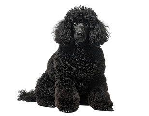 Black poodle sitting, portrait