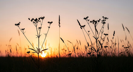 Fototapeta premium Silhouette of Wildflowers at Sunset in Warm Orange and Pink Sky