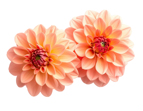 Two peachy dahlias close-up