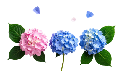 Three hydrangea blossoms in pink, light blue, and royal blue, with leaves and floating petals