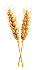 Two crossed wheat stalks, golden color, detailed graphic