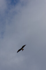 A Red Kite (raptor) is photographed from below, soaring high with its wings spread wide against a vast pale blue and cloudy sky, with ample negative space.
